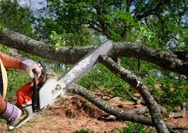 Best Tree Mulching  in Springfield, FL